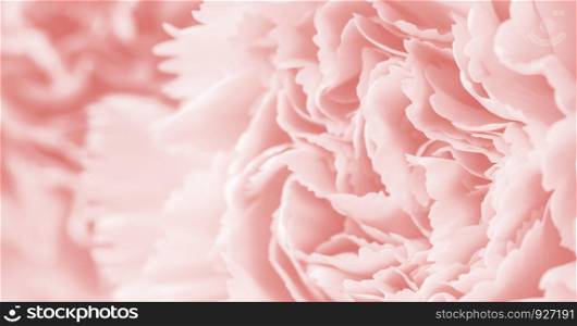 Macro carnation flower soft background coral color style