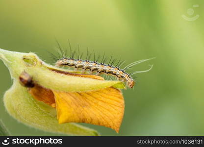 Macro caterpillar