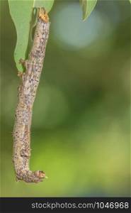 Macro caterpillar