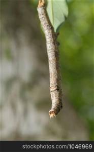 Macro caterpillar