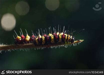 Macro caterpillar on a leaf