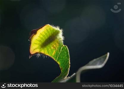 Macro caterpillar on a leaf