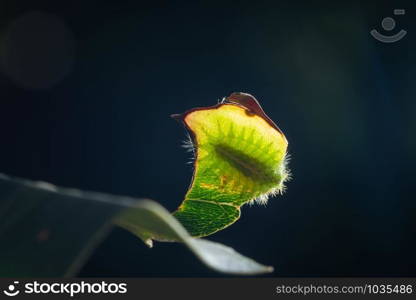 Macro caterpillar on a leaf