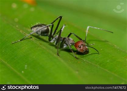 Macro Close up Black ant on green leaf