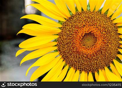 Macro close up details of golden yellow sunflower disk floret and ray floret petals. Nature plant background with text space on one side.