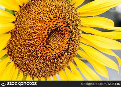 Macro close up details of golden yellow sunflower disk floret and ray floret petals. Nature plant background