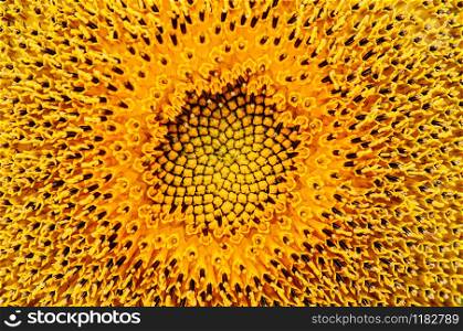 Macro close up details of golden yellow sunflower disk floret with stigma details. Nature plant background