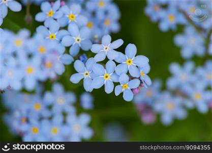 Macro close up fresh spring purple blue forget me not or myosotis flowers shaking in the wind over green background, high angle view