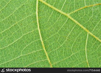Macro close-up green leaf texture background