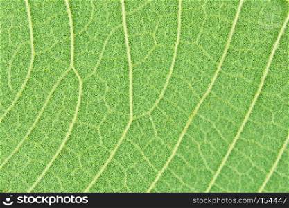 Macro close-up green leaf texture background