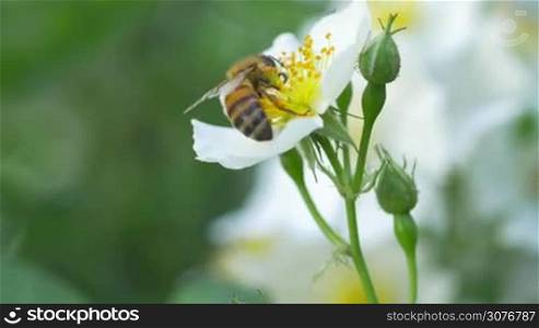 Macro close up of a bee pollinating a white flower.