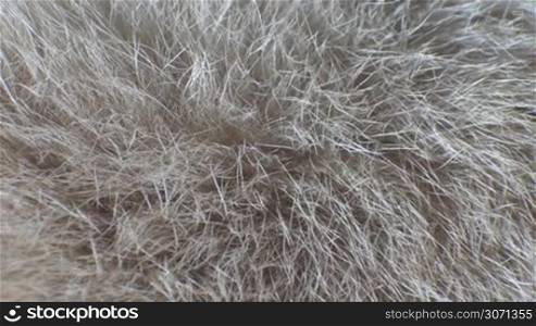 Macro close up of a breeding animal fur