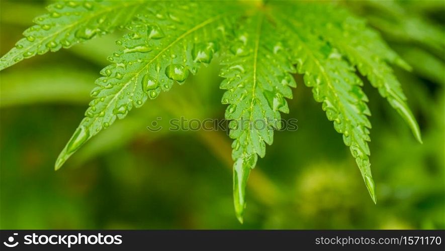 Macro close up of a Cannabis Medical Marijuana plant leaf