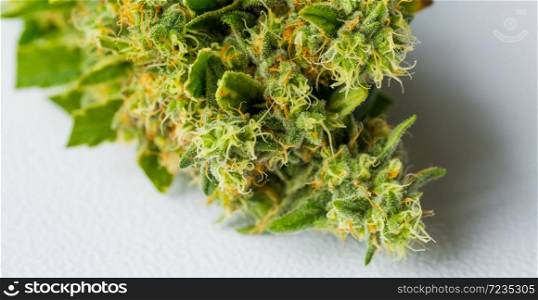 Macro close up of a Cannabis Medical Marijuana plant with focus on the resinous flower