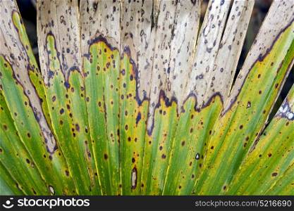 macro close up of a hole broken green brown yellow palm leaf in bahamas