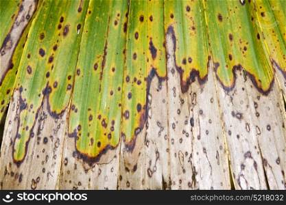 macro close up of a hole broken green brown yellow palm leaf in bahamas