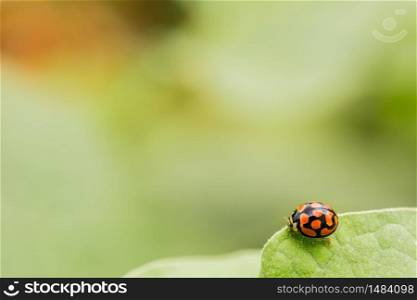 Macro close up of an orange Ladybug beetle on a bright green leaf