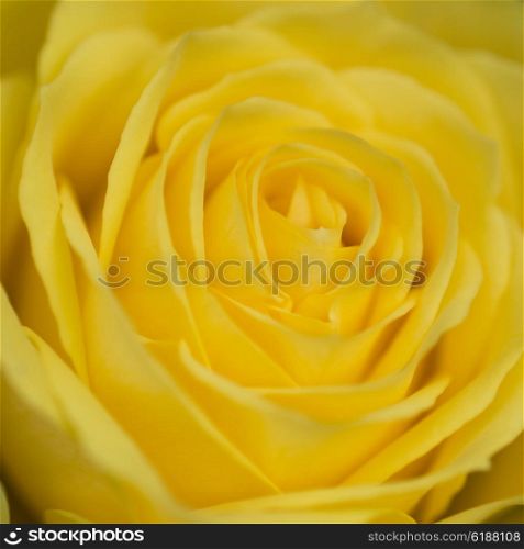Macro close up of beautiful vibrant yellow rose