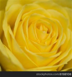 Macro close up of beautiful vibrant yellow rose