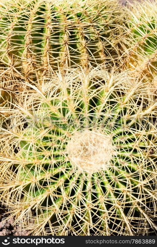Macro Close up of Green Spiky Cacti