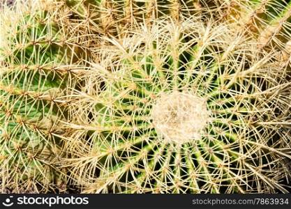 Macro Close up of Green Spiky Cacti