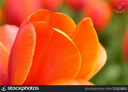 Macro close-up of tulip petals