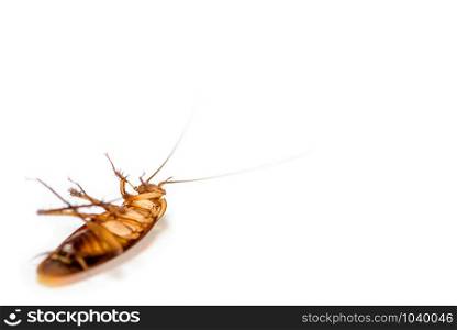Macro close up one cockroach lay dead isolated on white background, Small brown insect with wing, animal that are dirty, disgust, creepy, disturb, destroy and contagion, Pest control with copy space. Close up cockroach dead on white background