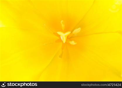 Macro close up shot of yellow tulip with stamen