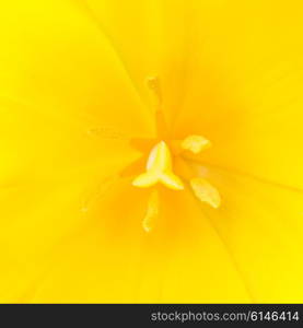 Macro close up shot of yellow tulip with stamen