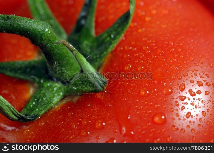 Macro closeup of a single tomato covered in rain droplets.