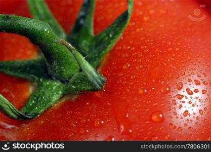 Macro closeup of a single tomato covered in rain droplets.