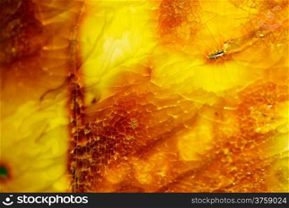 Macro. Closeup of amber as background texture or backdrop. Golden resin gem.