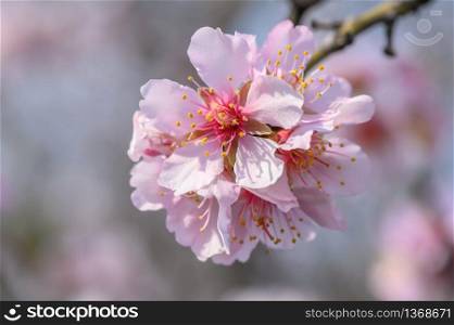 Macro closeup of blooming almond tree branches with pink flowers during springtime. Macro closeup of blooming almond tree pink flowers during springtime