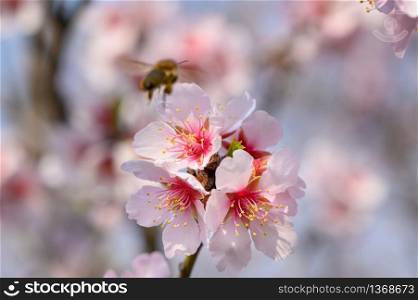 Macro closeup of blooming almond tree branches with pink flowers with flying bee during springtime. Macro closeup of blooming almond tree pink flowers with flying bee