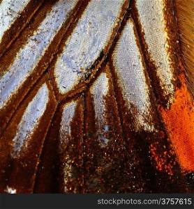 Macro closeup of butterfly wing background