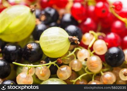Macro currants and gooseberry as a background