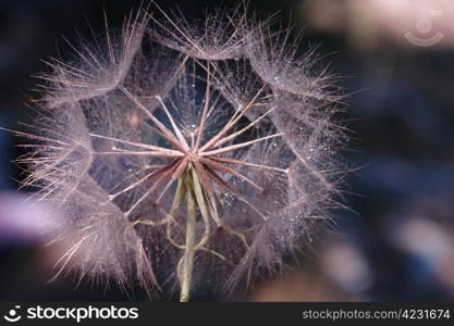 macro dandelion