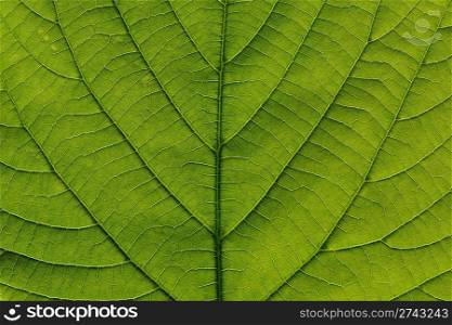 macro detail of green leaf