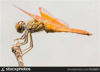 Macro dragonfly