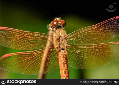 Macro dragonfly