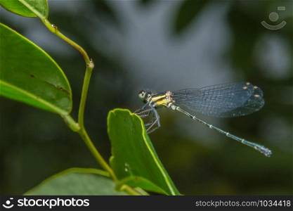 Macro dragonfly on leaf