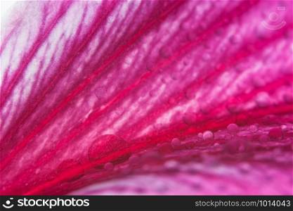 Macro drops on pink flower petals