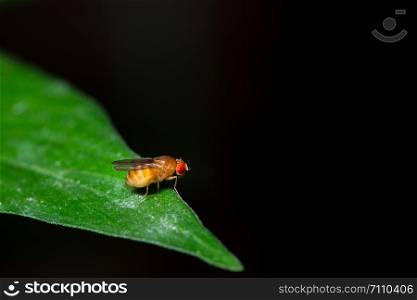 Macro Drosophila on leaf