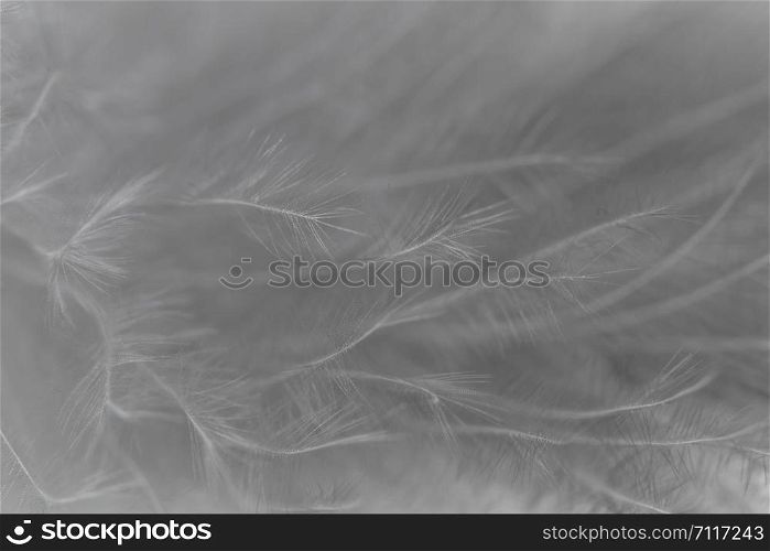 Macro feather background