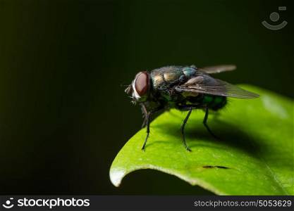 Macro flies on the leaf