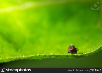 Macro flies on the leaf