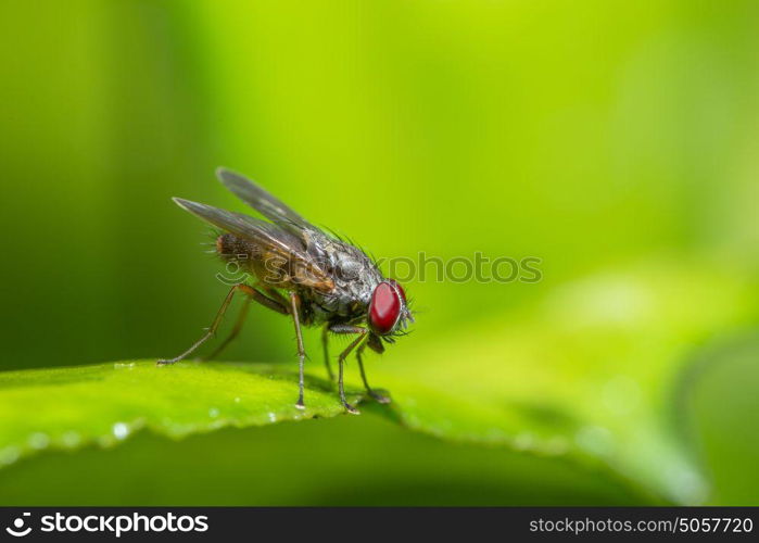 Macro flies on the plant