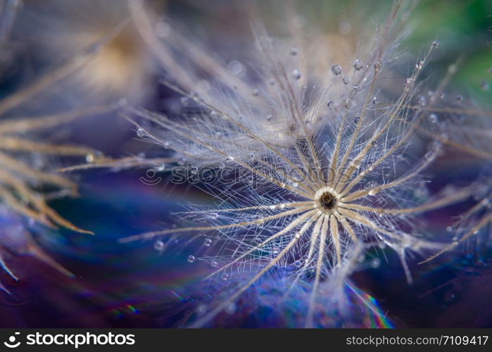 Macro flower background