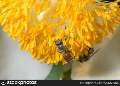 Macro flower bee swarm