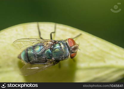 Macro fly